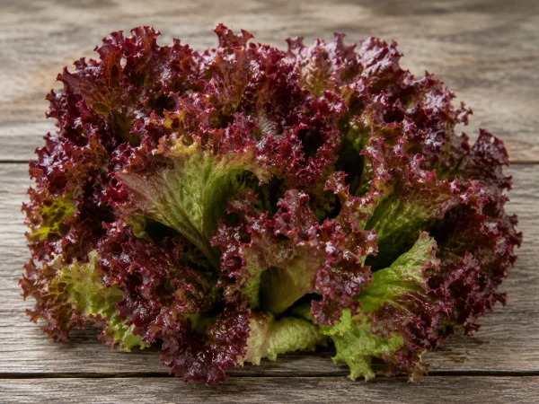 Red Leaf lettuce photo